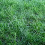 best lawn fertilizer brands