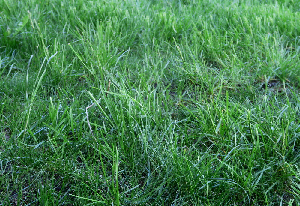 best lawn fertilizer brands
