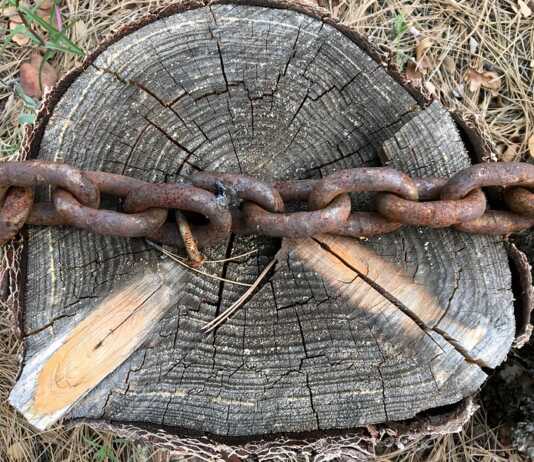 best chain for pulling stump