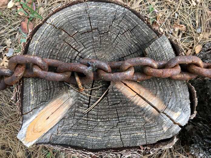 best chain for pulling stump