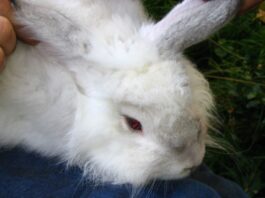best clippers for angora rabbits