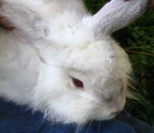 best clippers for angora rabbits